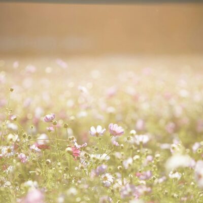 お花畑に柔らかい光が広がる