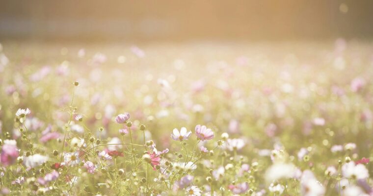 お花畑に柔らかい光が広がる